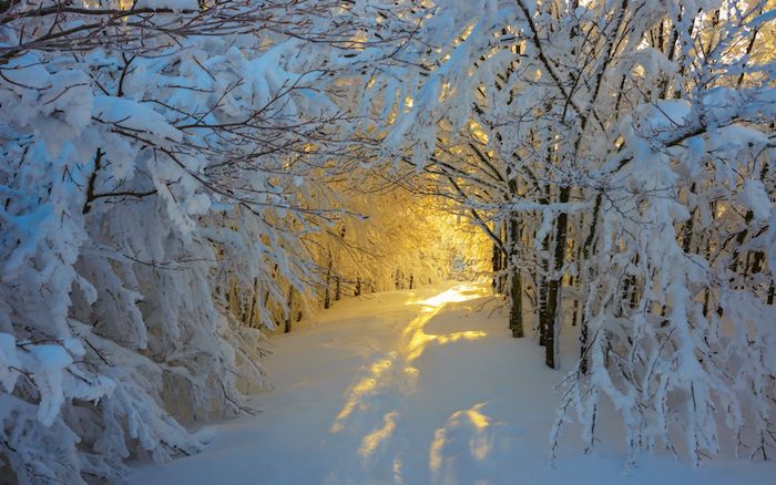 Con đường tuyết trắng ở vườn quốc gia Campigna. Ảnh: Pinterest